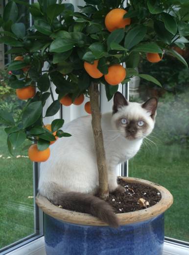 C:\Users\Public\Pictures\C drive PICTURES\Pictures\Pictures\Joseph pics\2011\(8) Aug\Gulliver's Land\DSCF4040.JPG